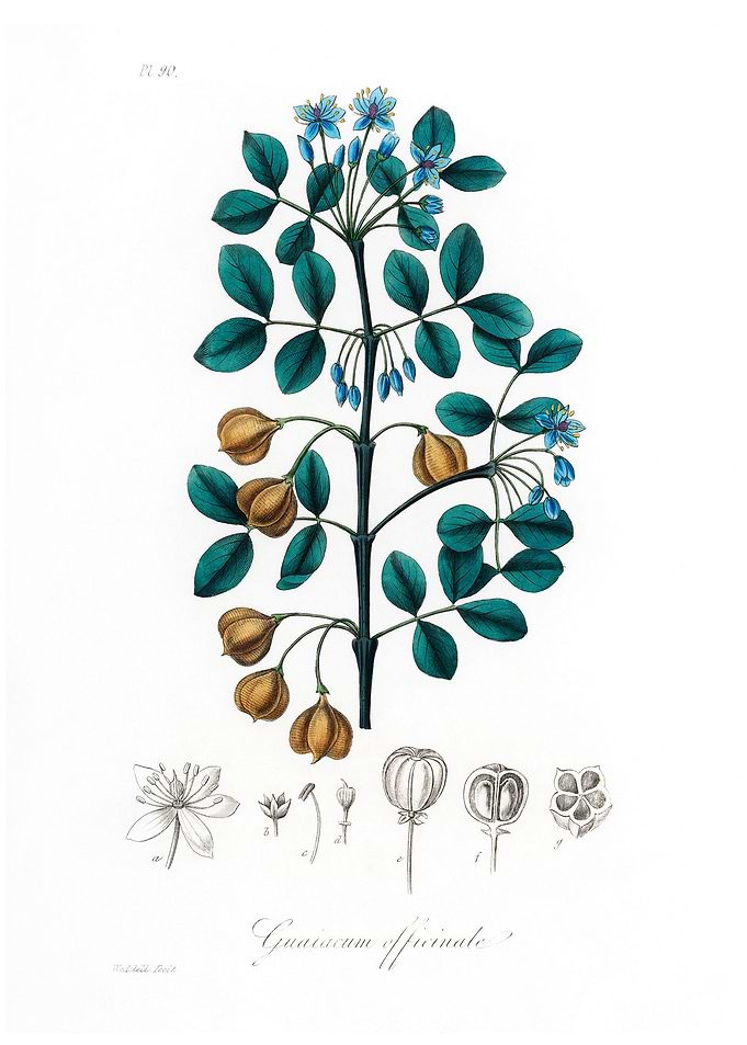 Guaiacwood Guaiacum