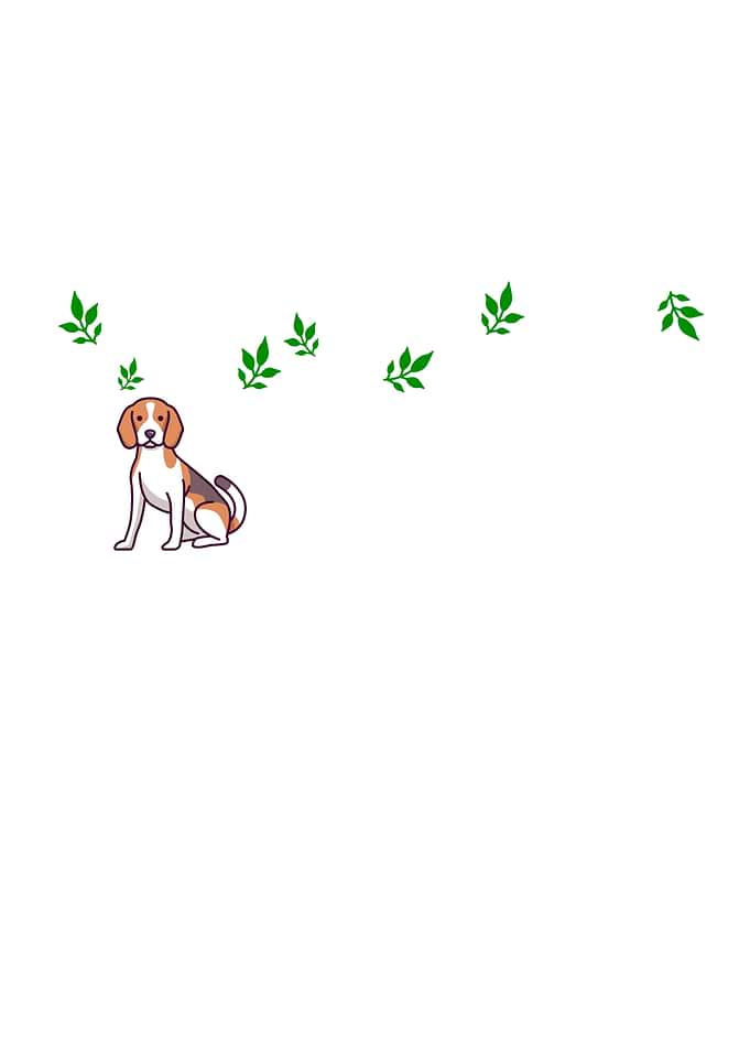 My garden and my dog