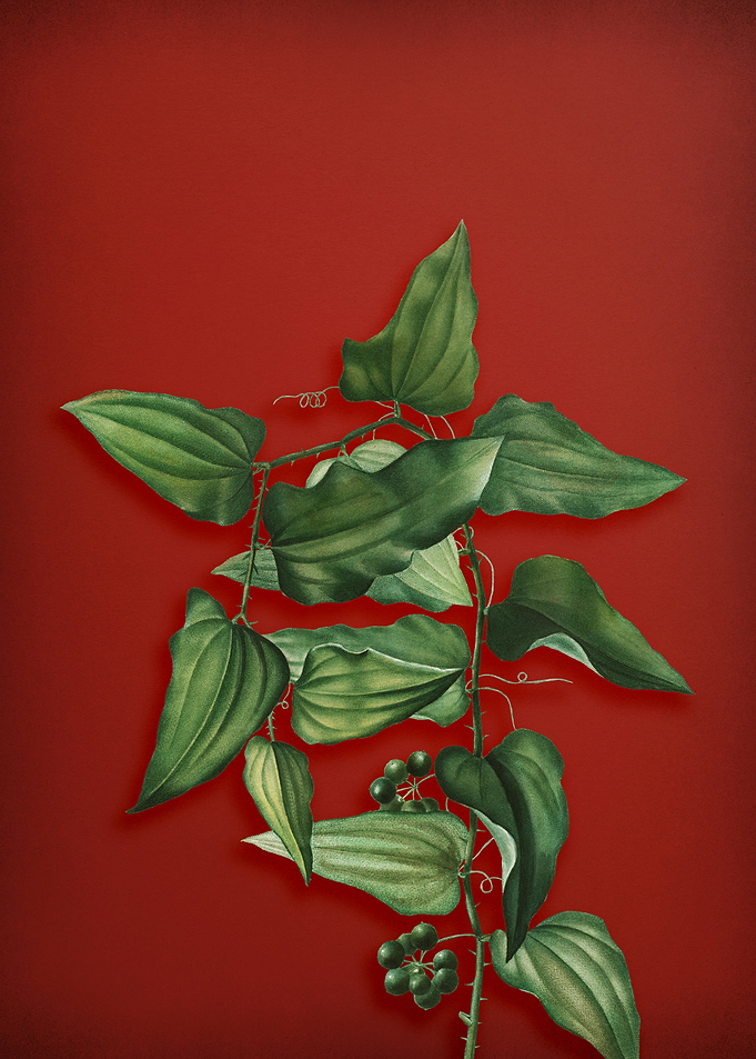 Vintage Botanical on Red