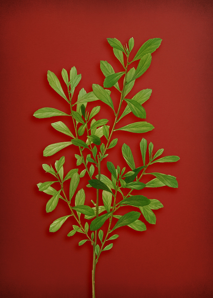 Vintage Botanical on Red