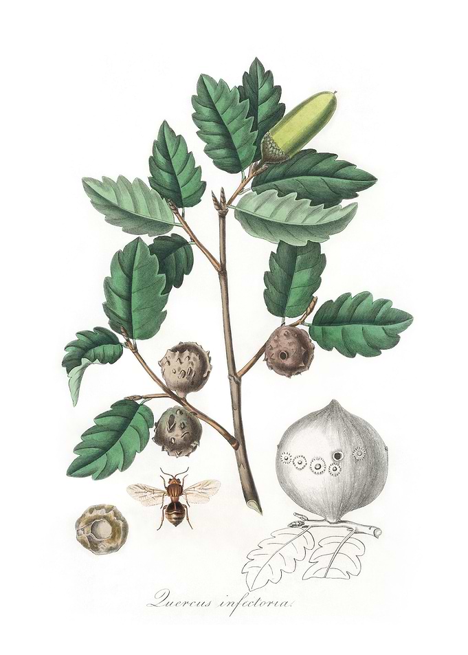 Aleppo oak Luercus