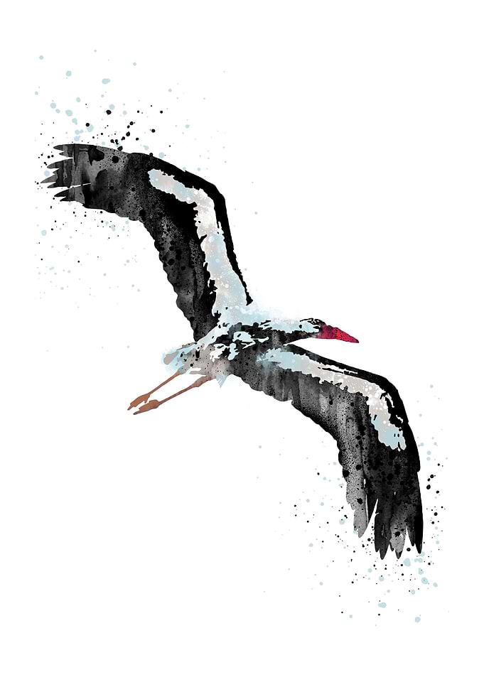 Stork