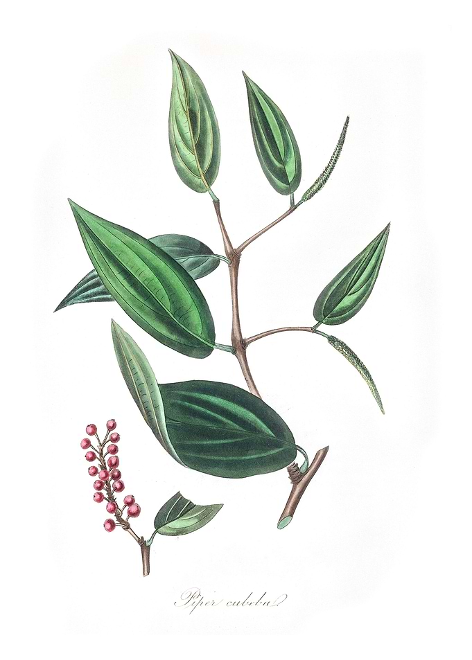 Piper cubeba