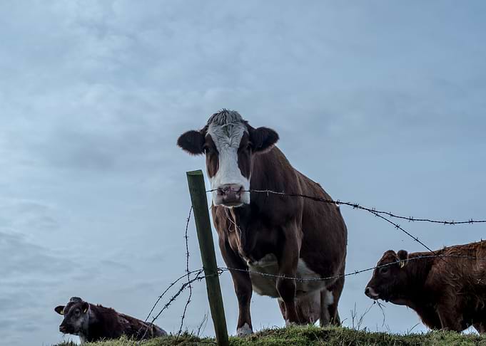 Curious Cow
