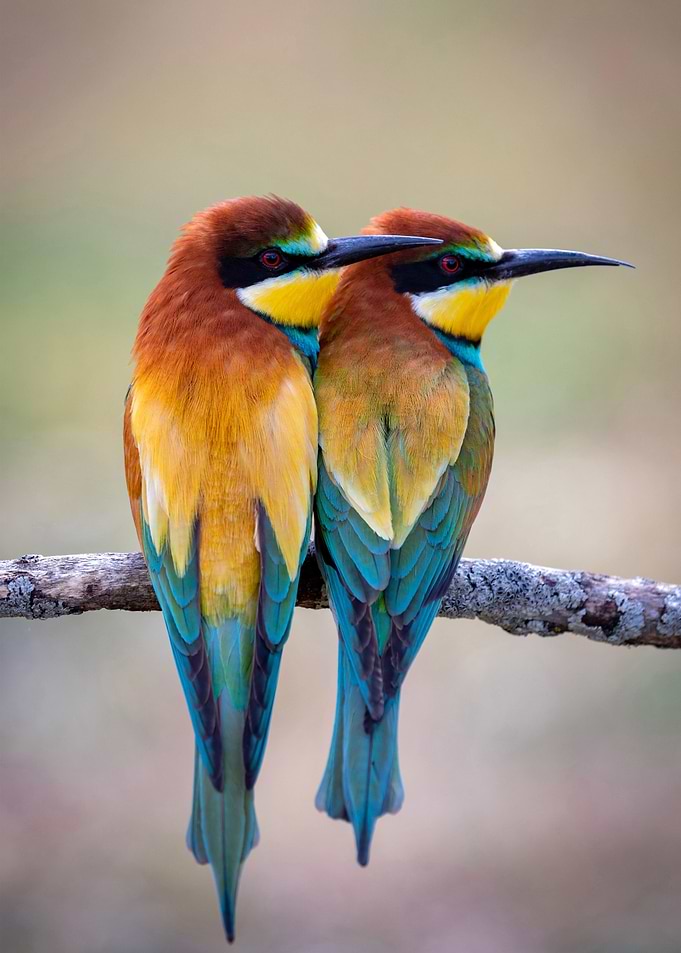 Bird couple