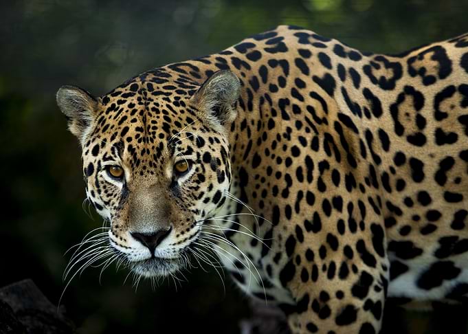 The Jaguar Stare