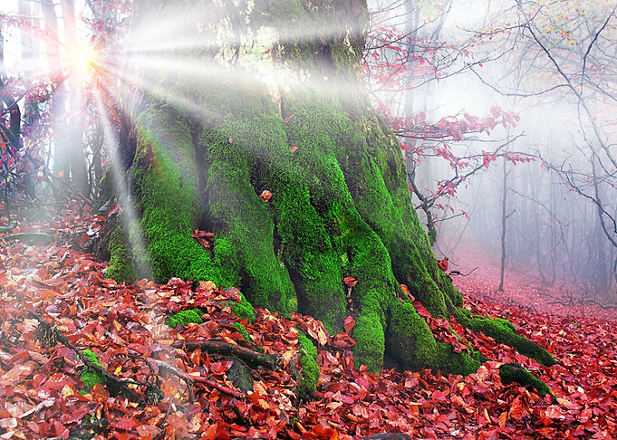 Nature