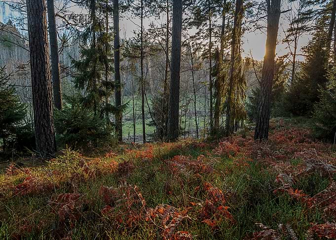 Nature