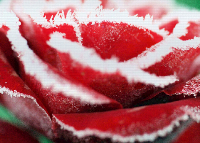 Frozen