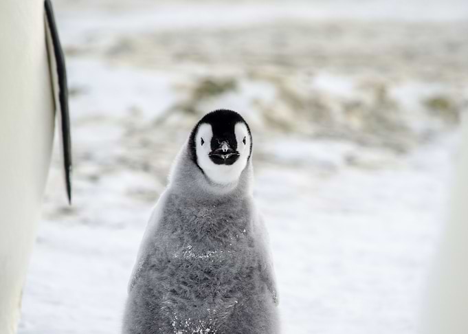 Funny Looking Chick