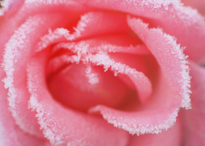 Frozen