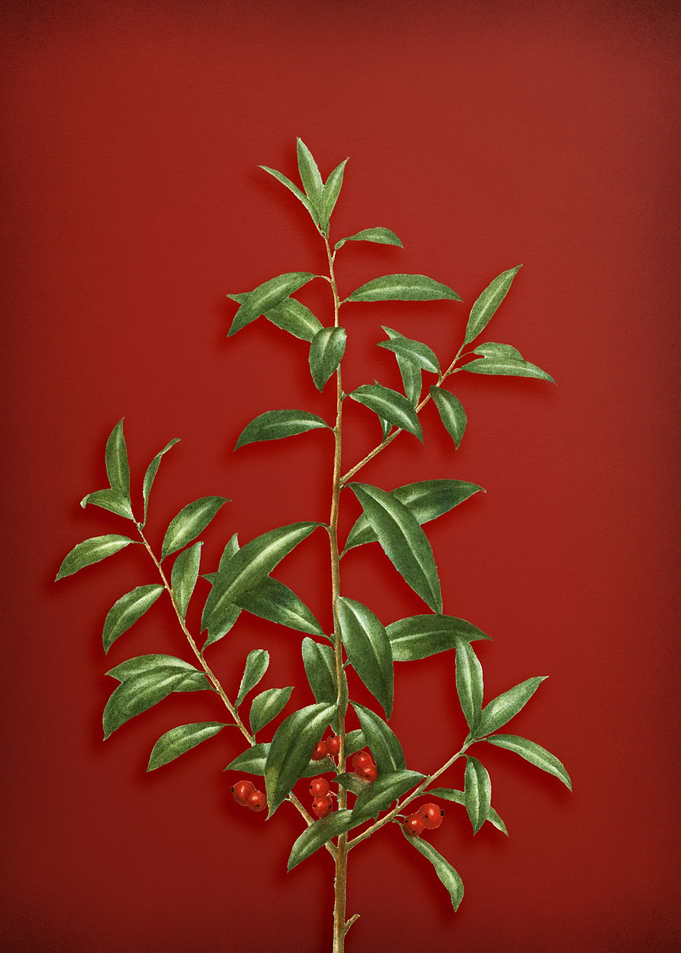 Vintage Botanical on Red