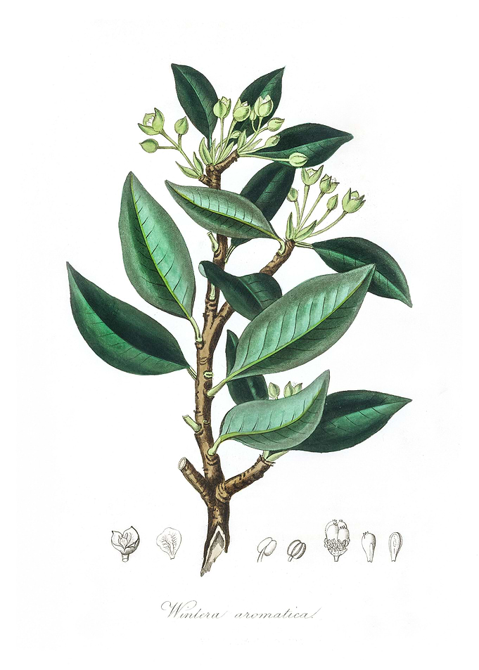 Wintera aromatica