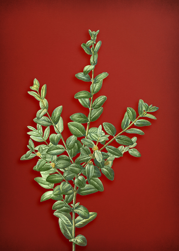 Vintage Botanical on Red