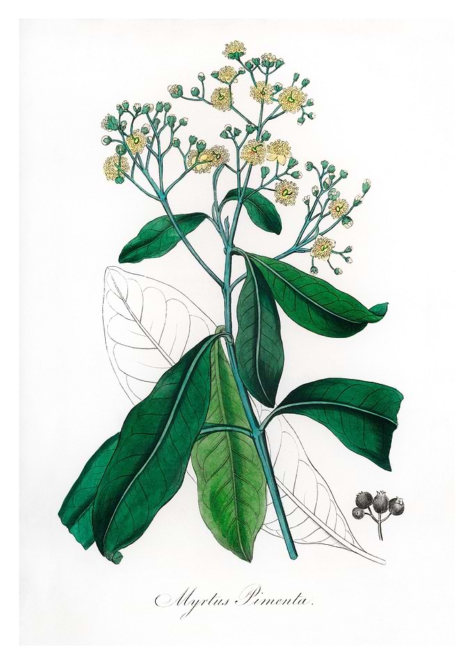 Allspice Myrtus pimenta