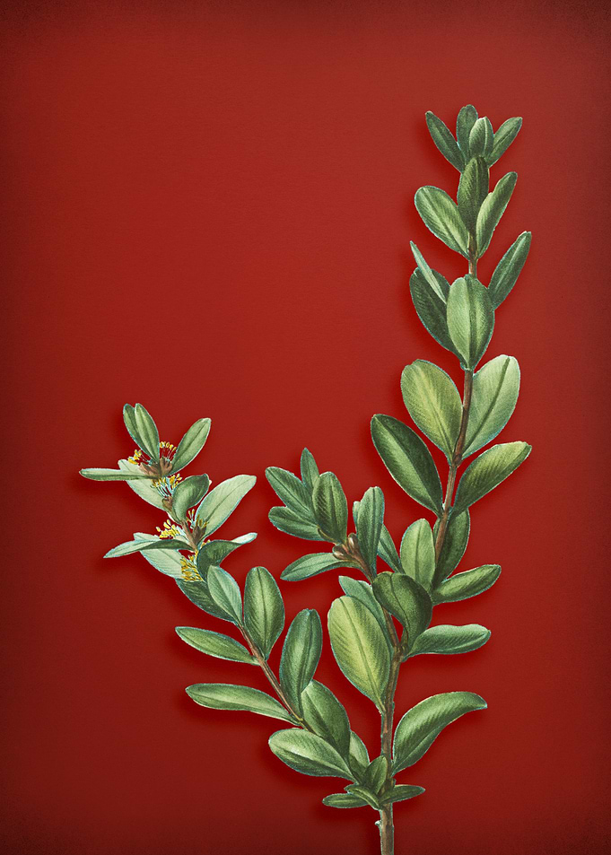 Vintage Botanical on Red