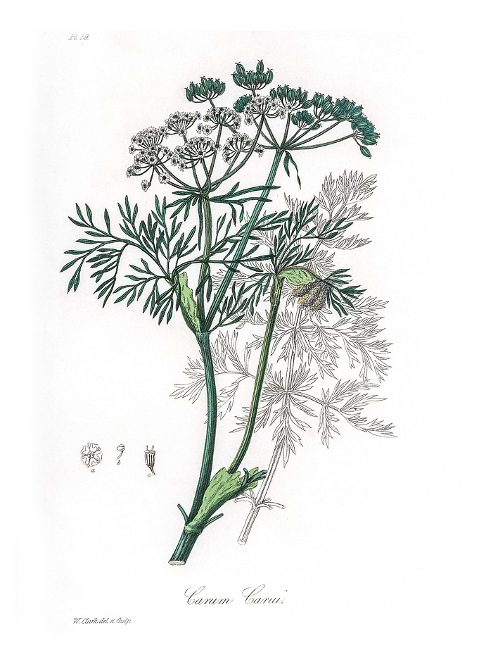 Caraway Carum carui