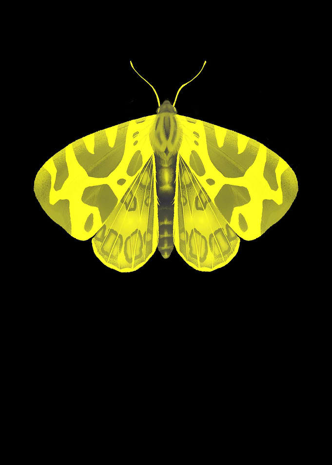 Butterfly butterfly