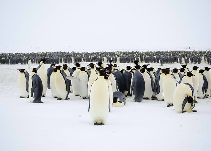 Emperor Penguins