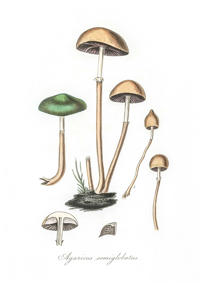 Agaricus semiglobatus
