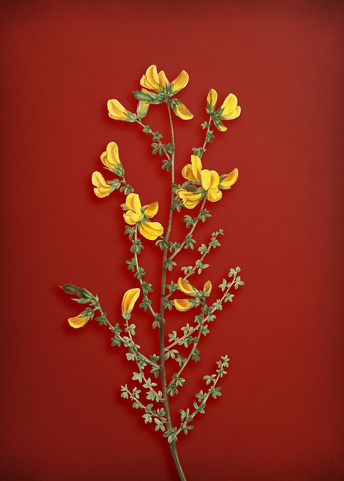Vintage Botanical on Red