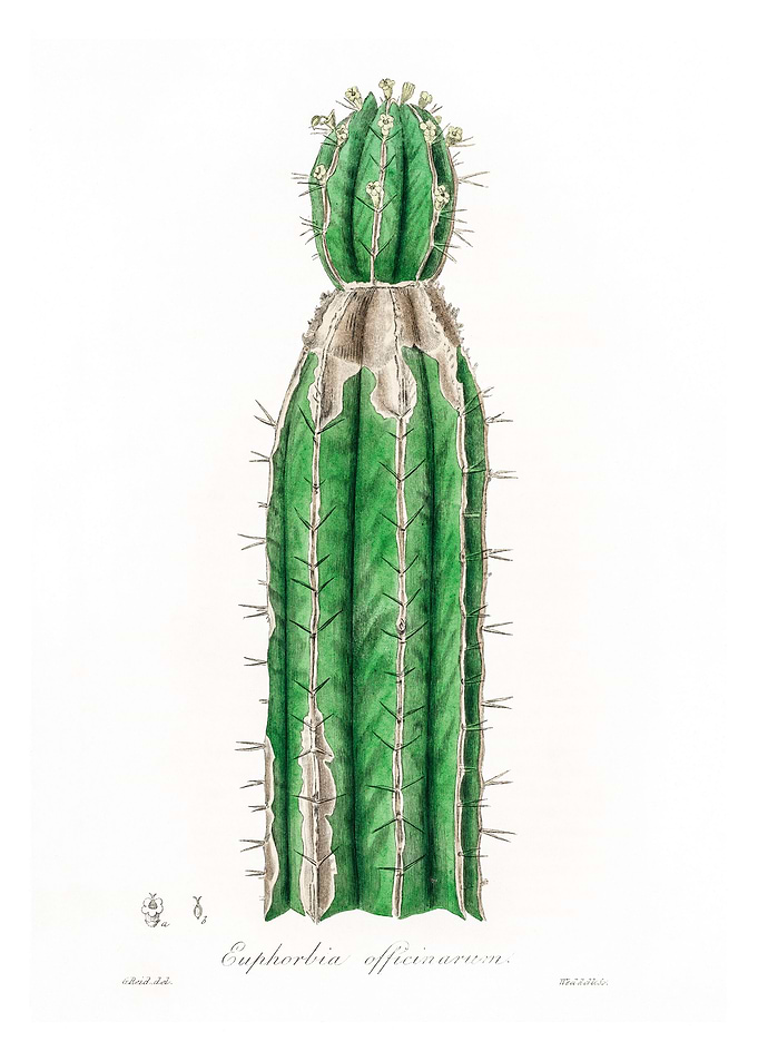 Euphorbia officinarum
