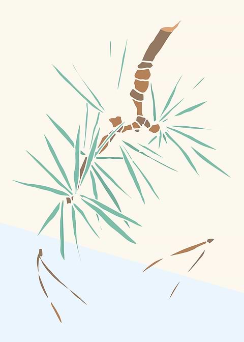 Pine tree branch