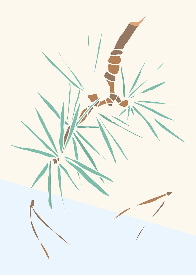 Pine tree branch