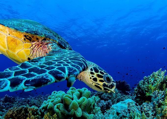 Neon Turtle