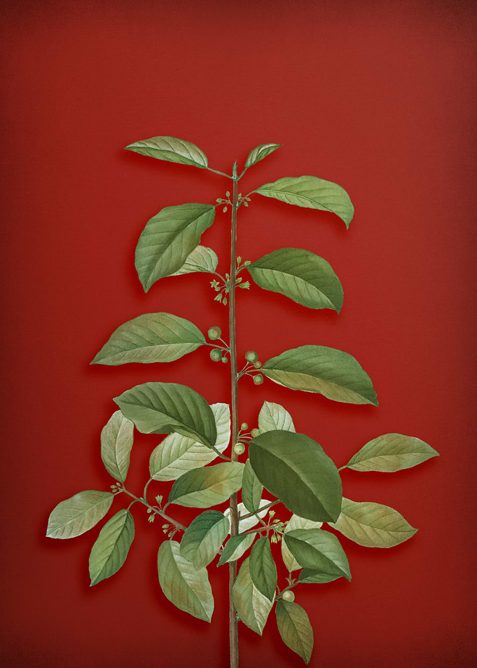 Vintage Botanical on Red