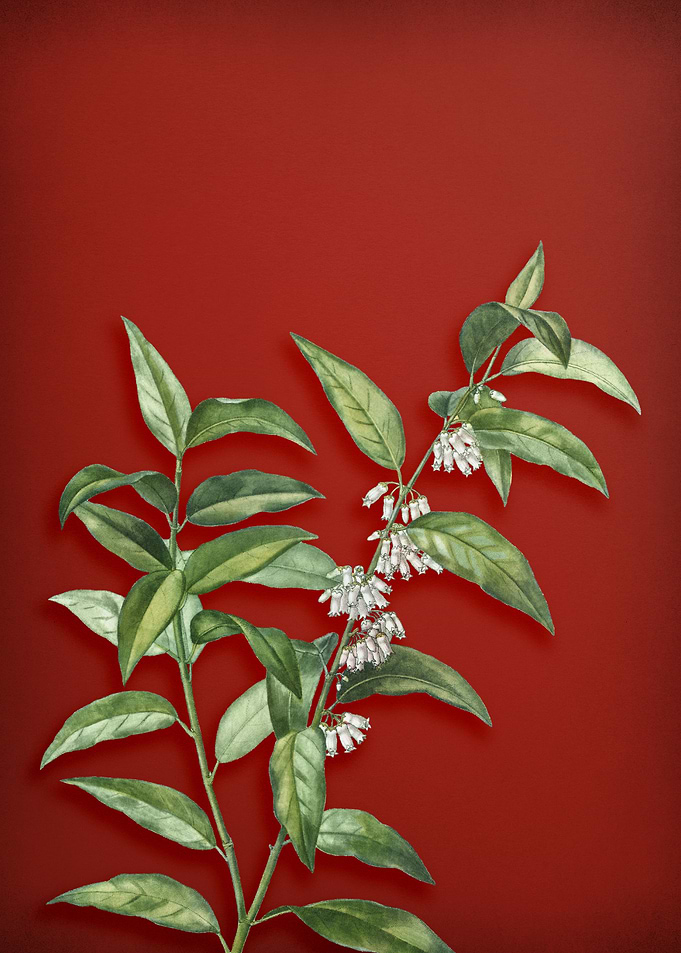 Vintage Botanical on Red