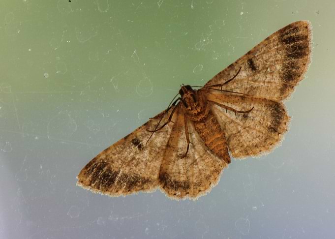 Moth
