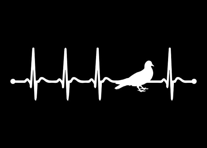 Dove