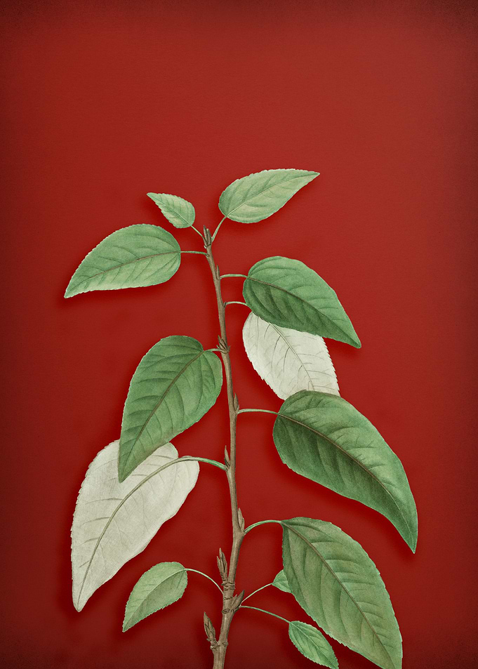 Vintage Botanical on Red