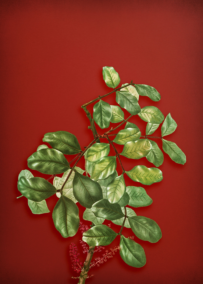 Vintage Botanical on Red