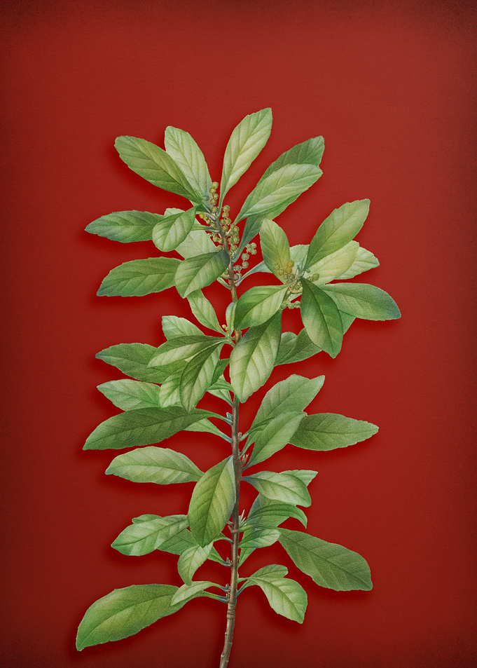 Vintage Botanical on Red
