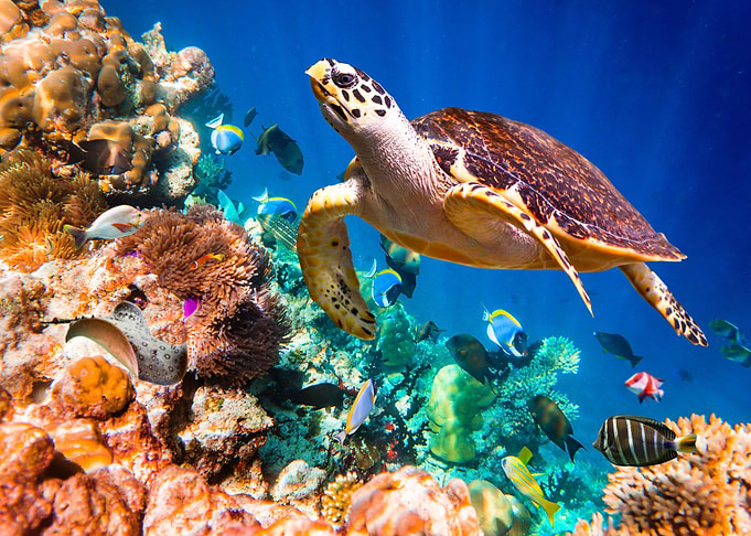 Turtle From the Deep