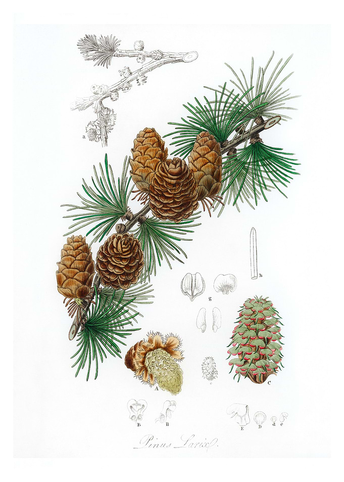 Linus larix