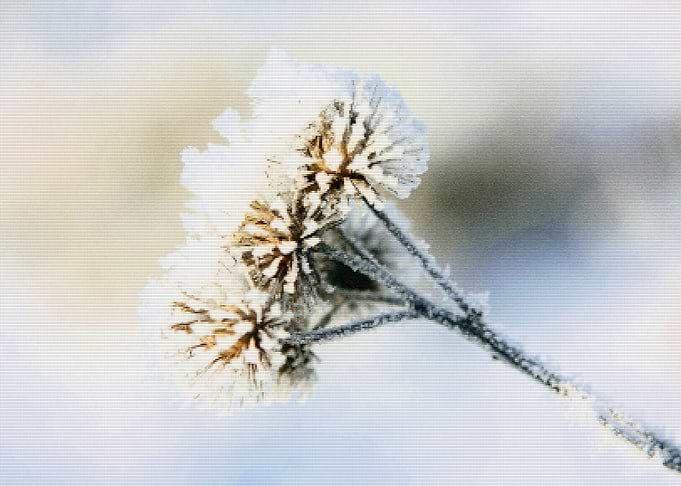 Frozen