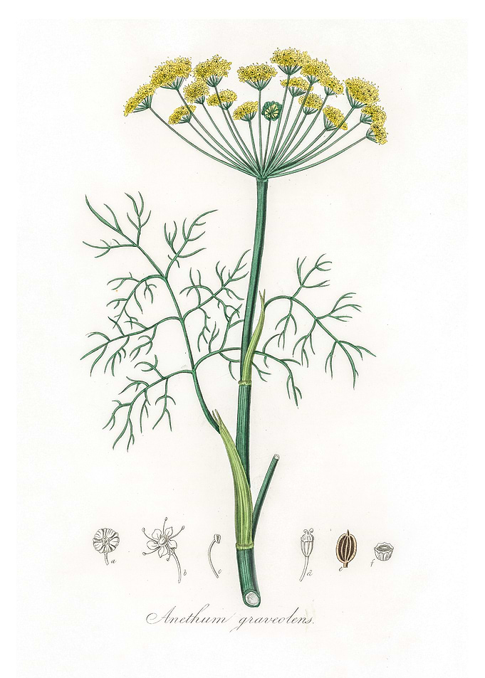 Dill Anethum graveolens