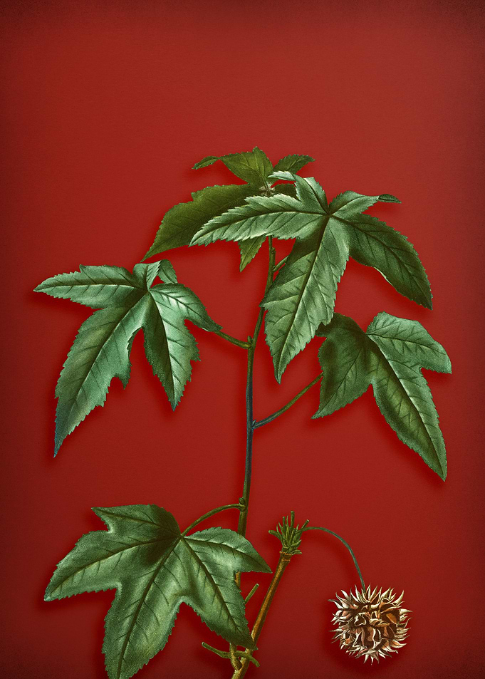 Vintage Botanical on Red