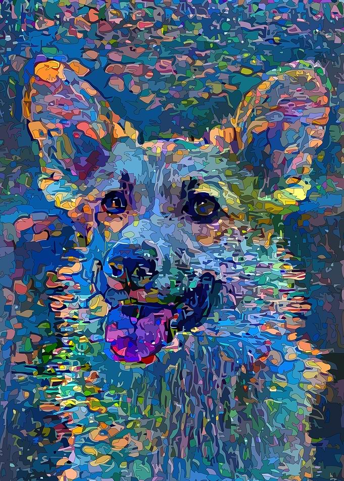 Corgi spring doggy style