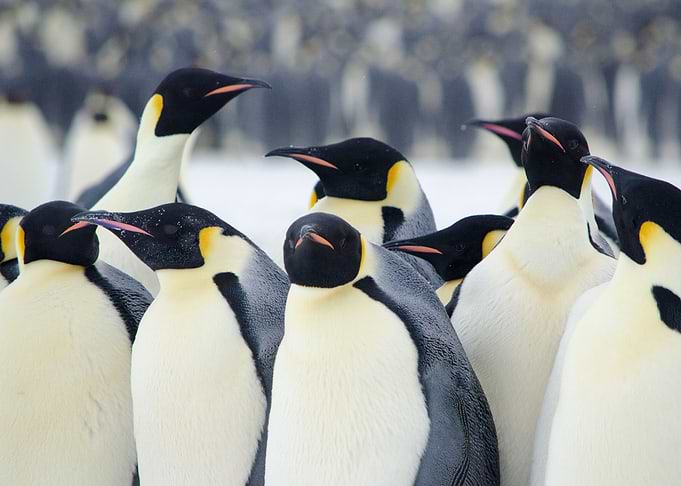 Emperor Penguins