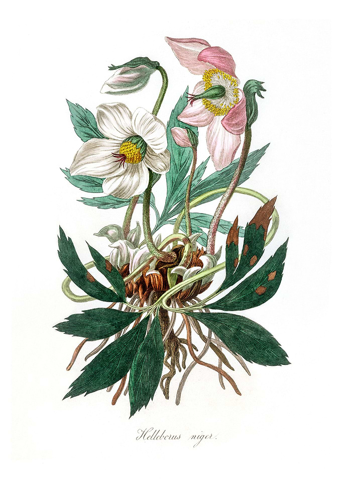 Christmas rose Helleborus