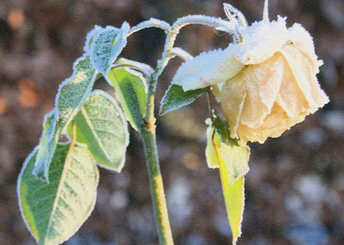 Frozen