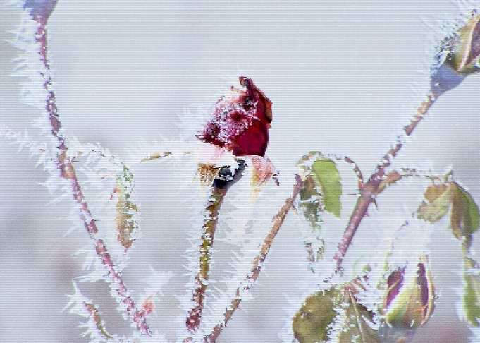 Frozen