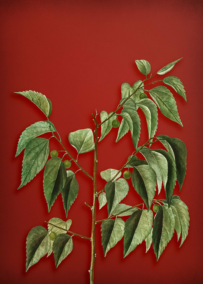 Vintage Botanical on Red