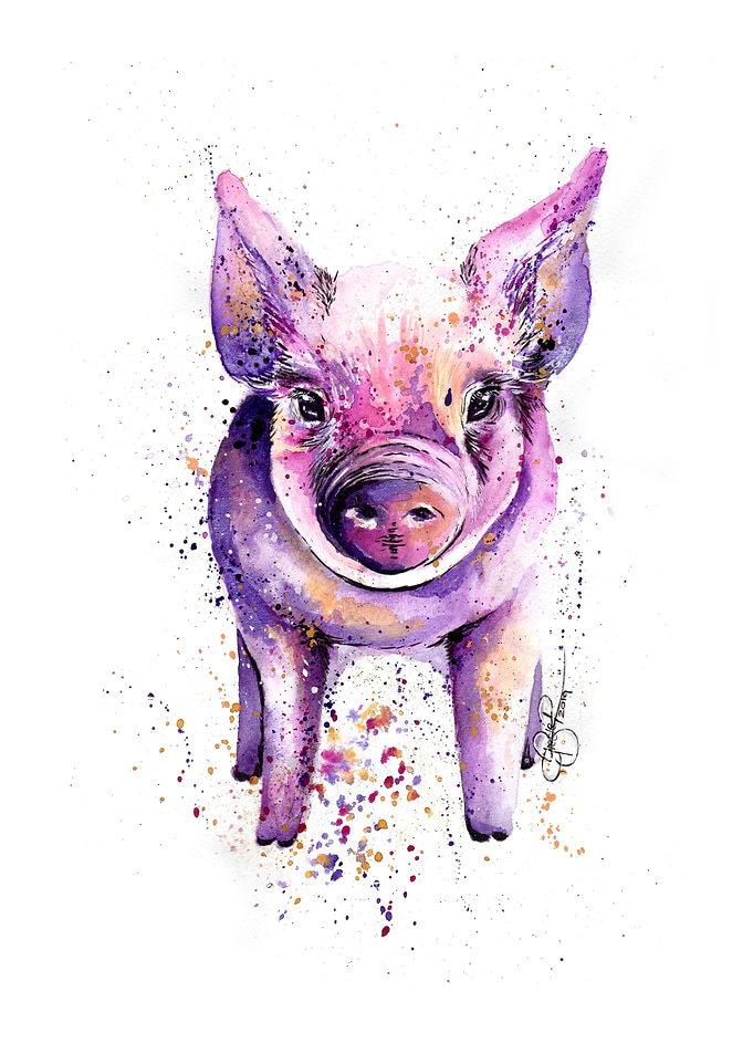 Purple pig
