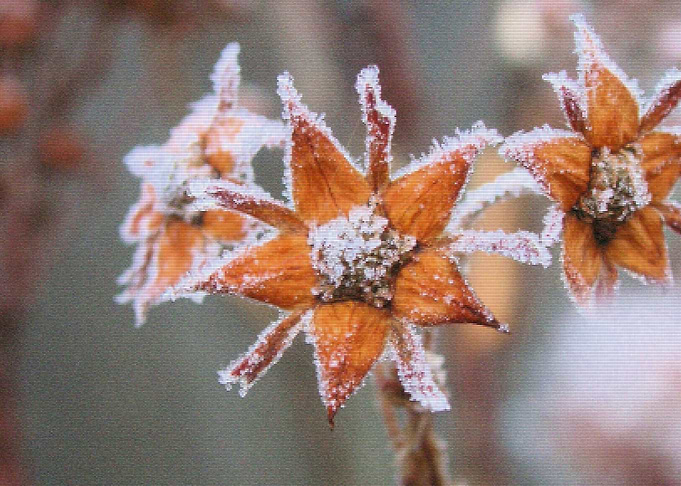 Frozen