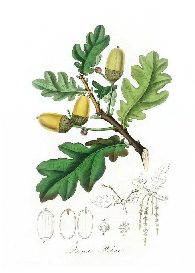 English oak Quercus